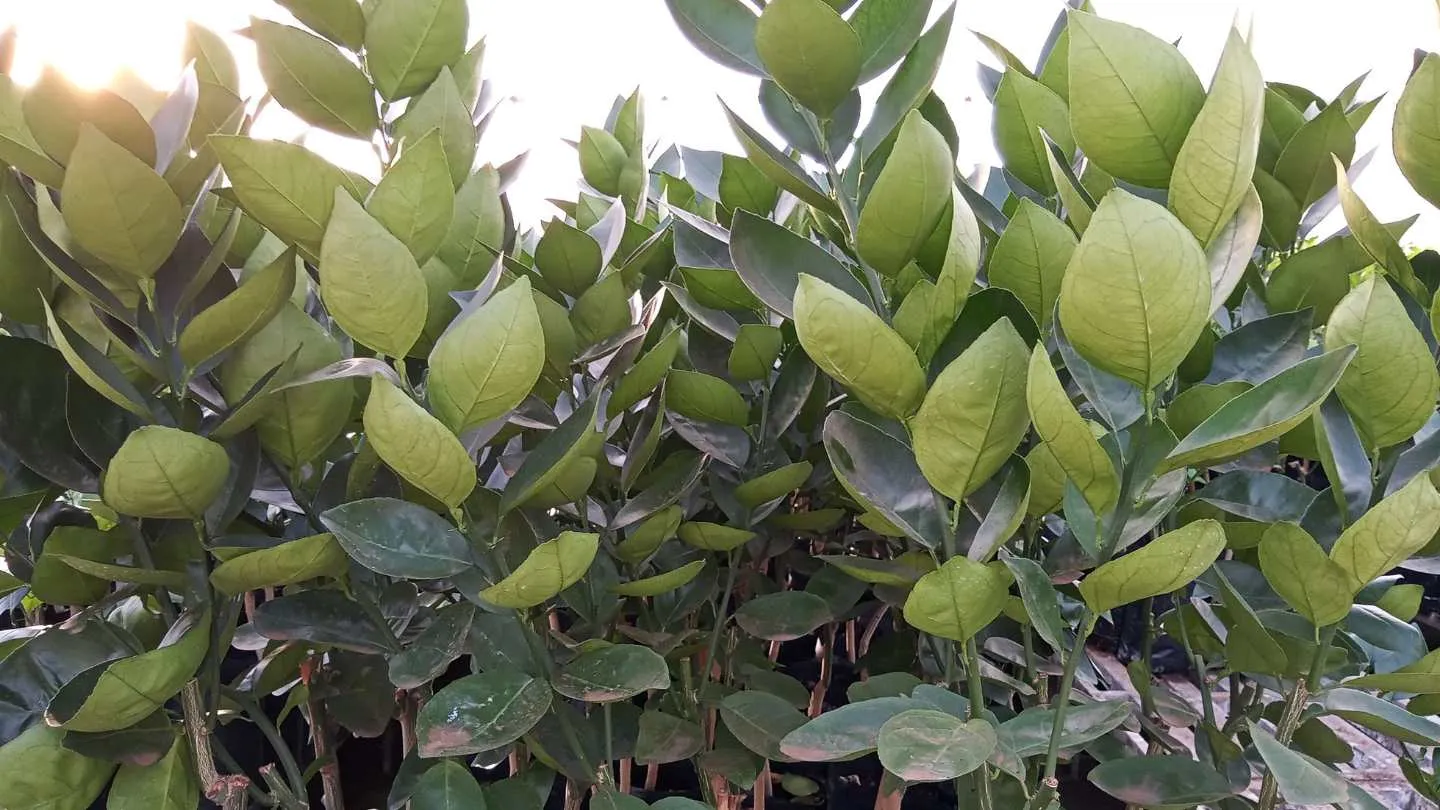 Borbulhas cítricas para enxertia