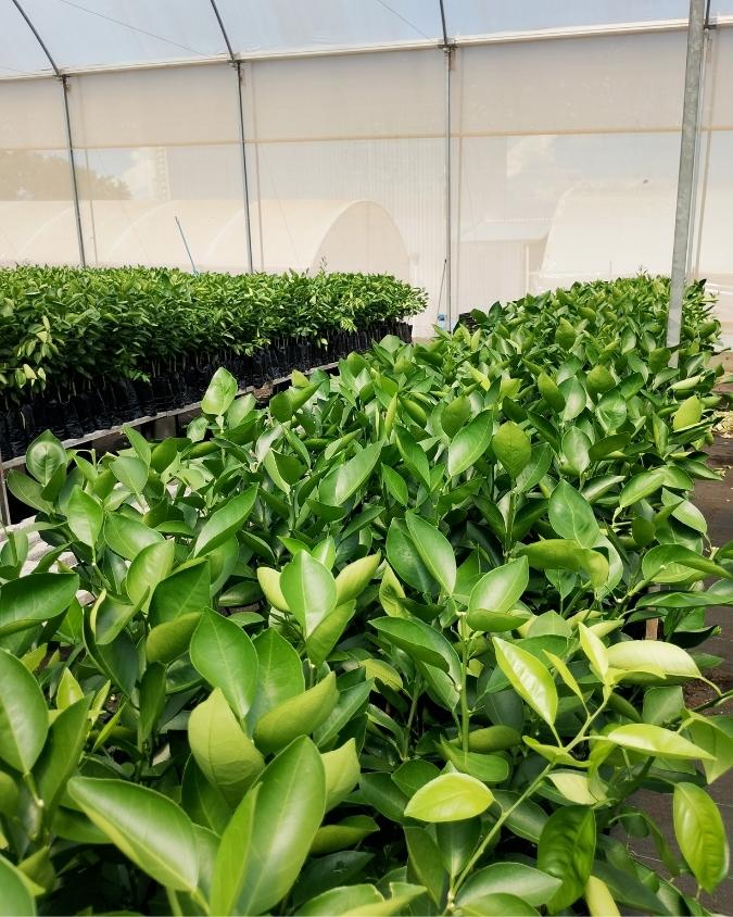 Mudas cítricas certificadas