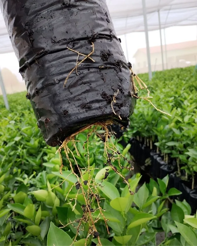 Viveiro de mudas cítricas certificadas Citromudas