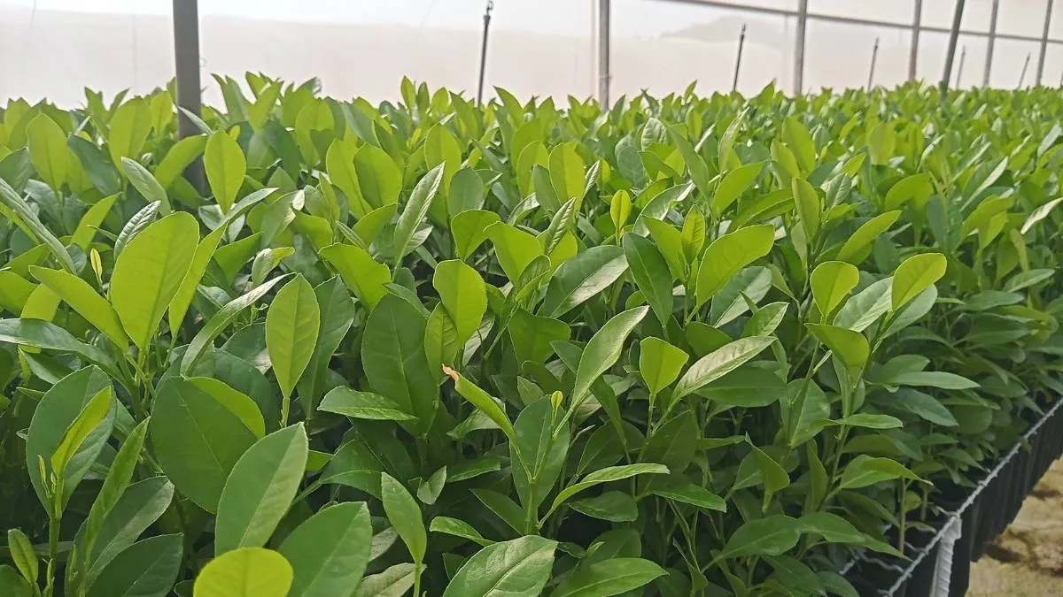 Porta enxerto cítrico